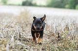 BEAUCERON - PUPPIES 175